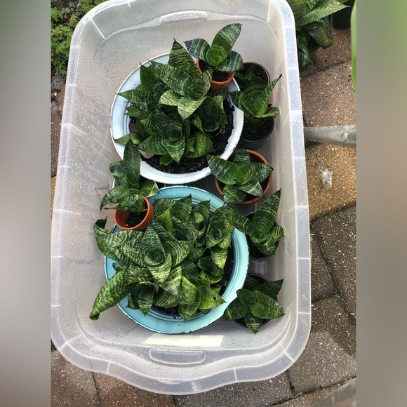 Dwarf Snake Plants (med- small in size) MOTHER’s DAY GIFTS ❤️👩👧IDEA’s - Picture 3 of 11